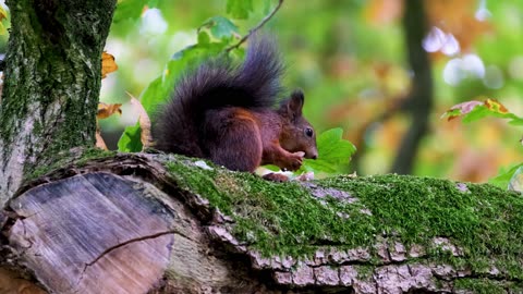 Best And Most Beautiful Wild Animal Chases Animals of America Wildlife Film 4K VIDEO ULTRA HD 60FPS