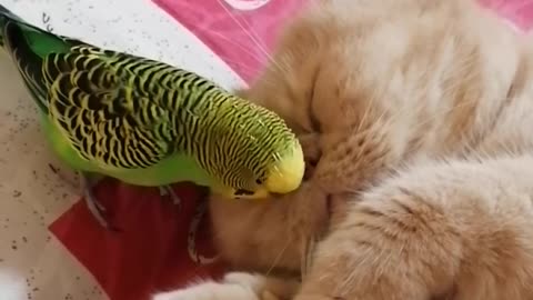 the parakeet and the cat hahaha