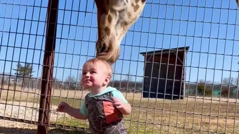 "Cute Giraffe Gives a Baby Smooches"