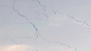 Birds flying in formation