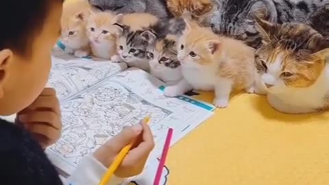 Funny Videos of Cats Participate in Learning | Try Not Laugh