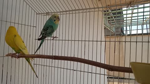 These faithful pairs of budgies are old but happy