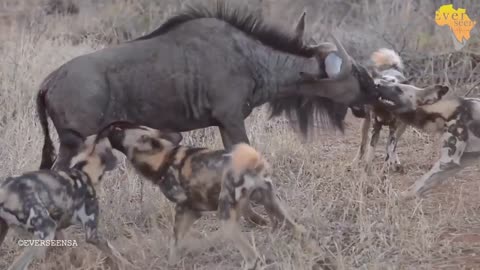 15 crazy wild dogs ripping and eating wild wild animals are brutal