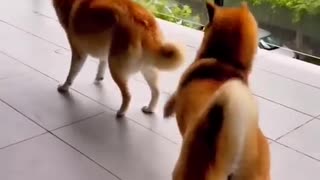 Funny animal video🤣🤣😹😹