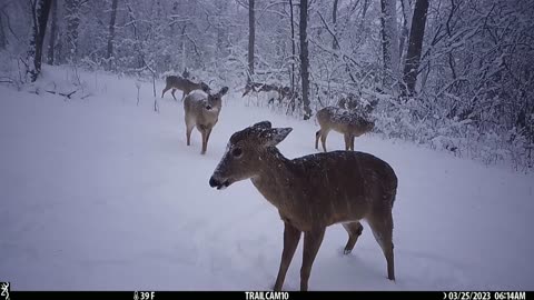 Deer gathering in snow storm