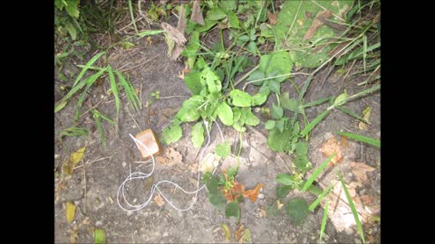 Happy To Be Stuck On You ~ Wild Burdock August 2021