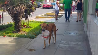Thirsty Dog Carries Bucket