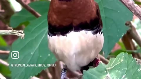 Diamond firetail, zebra finch, and chestnut breasted munia singing