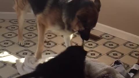 New Puppy Tug of War w Big German Shepherd