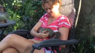 Rescued Baby squirrel being playful