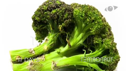 Broccoli Time-lapse Zeitraffer-Video