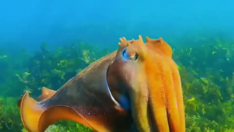 Jellyfish is ocen looks so beautiful