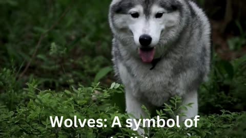 Wolf's Spirit