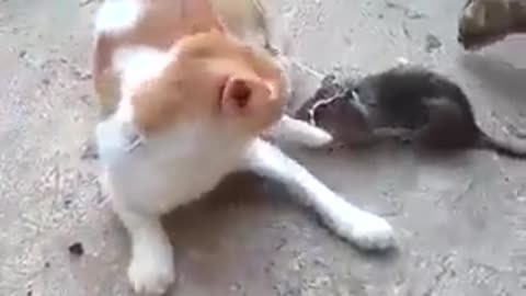Very Funny Cat and mouse