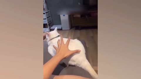 Funny cat videos#1