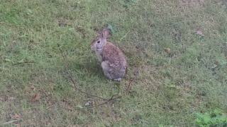 Cute Baby Bunny Rabbit