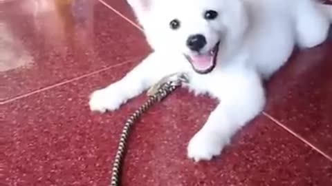 Cute baby sound puppy barking