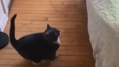 funny video cat