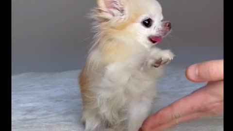 smart chihuahua dog playing with his owner 2021