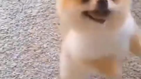 Cute and Funny Dog😍😍video