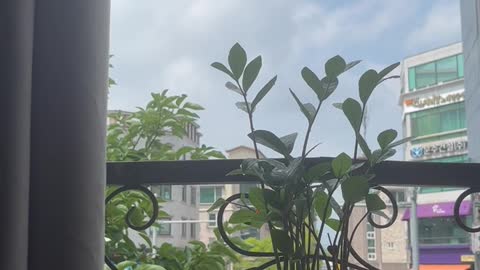 Plants are basking in the sun by the window