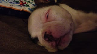 Puppy sleeps with tongue hanging out