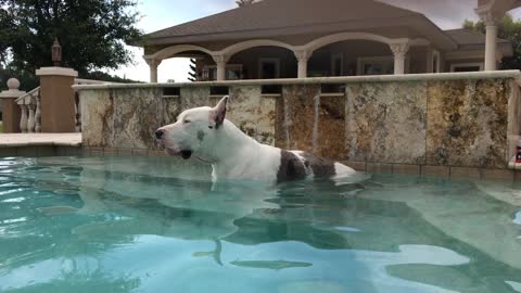 Max the Great Dane relaxes and talks while in the swimming pool