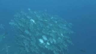 diving with shoal