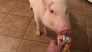 Pickle the Mini Pig Eats a Gerber Grabber