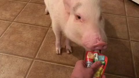 Pickle the Mini Pig Eats a Gerber Grabber