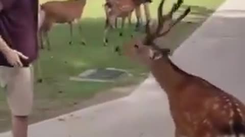 Nara Park in Japan is home to the friendliest bowing deer