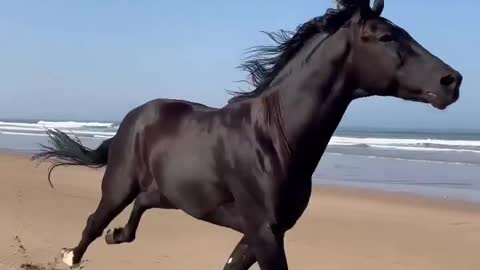 【改MD5后】Imparável! Local Essaouira, Marrocos 🖤 Vídeo via @ yassine_cavalier #nature #earthfocus #essaouira #morocco #beautifuldestinations #essaouira #earthpix #horse