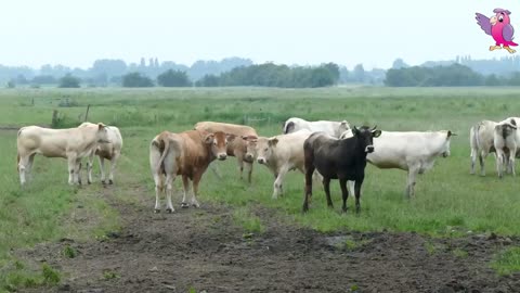 Moo-Laughter: Funny Cows Grazing and Mooing