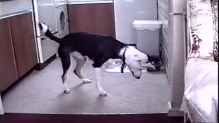 Dog Meets His Shadow For The First Time