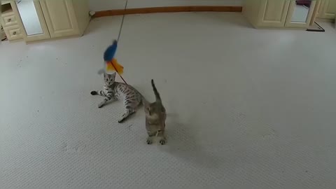 Jumping Bengal Kittens (Slow Motion)