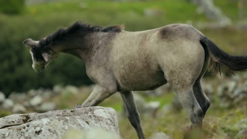 Enjoy your time watching the beauty of the horse and the harmony of its steps in its wonderful way