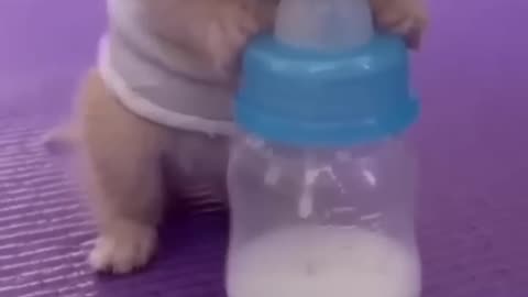 Baby cat drinking milk funny video