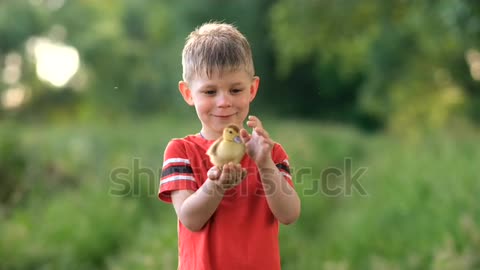 A little boy holds a small baby duck on a green lawn