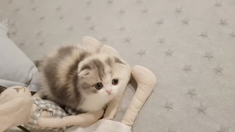 Cute kitten videos short leg cat -kimskenelus