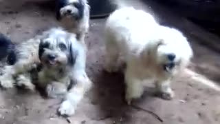 Dogs funny