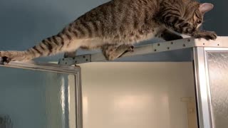 Kitty Does the Splits While Climbing Shower