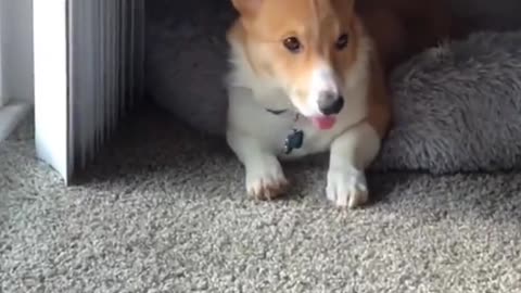 BLEP #corgi #puppysongs #dogsoftiktok #corgisoftiktok