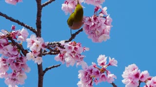 A beautiful bird feeding on the nectar of roses