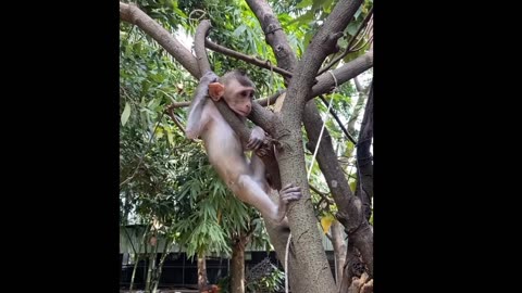 The monkey while playing is stuck in the tree in such a way that it cannot get out
