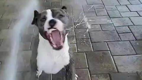 "Hose-ly Adorable: Dogs vs. the Splash Showdown!"