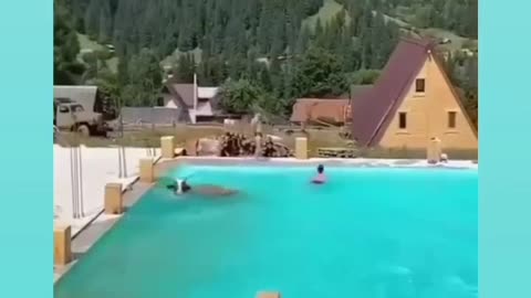 Cow in the swimming pool!