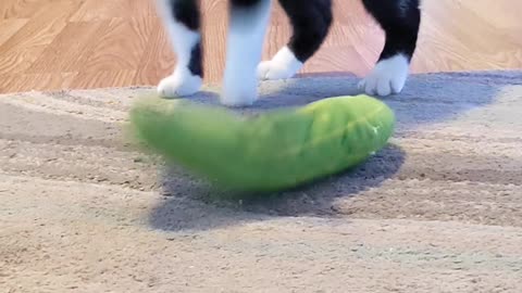 Pickle Spooks Cat!