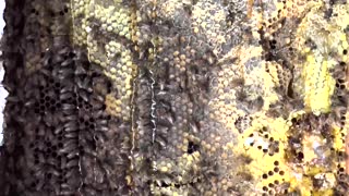 Bees Turn Bathroom Walls to Honey