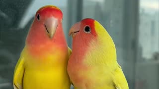 Love birds