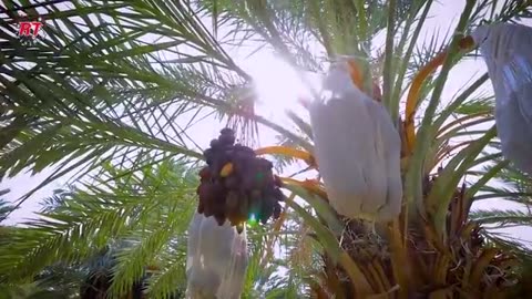 AWESOME DATES PALM MODERN AGRICULTURE FARMING AND HARVESTING | DATES PROCESSING FACTORY